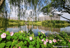 33万方城市绿肺白沙公园(宝山第三大公园)上海宝